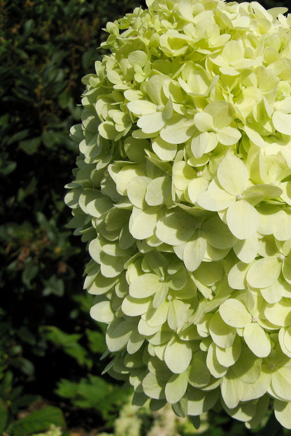 Hydrangea Limelight
