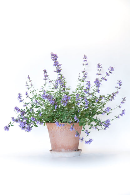 Catmint