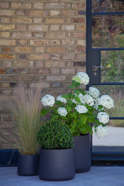 Mexican Feather Grass