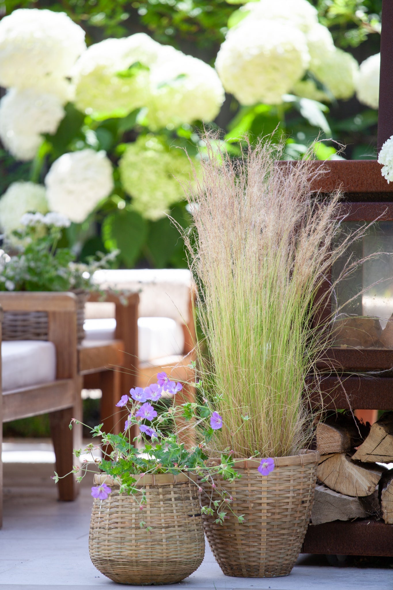 Mexican Feather Grass