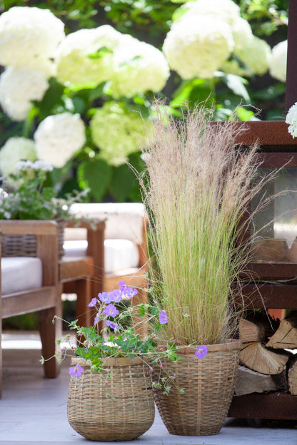 Mexican Feather Grass