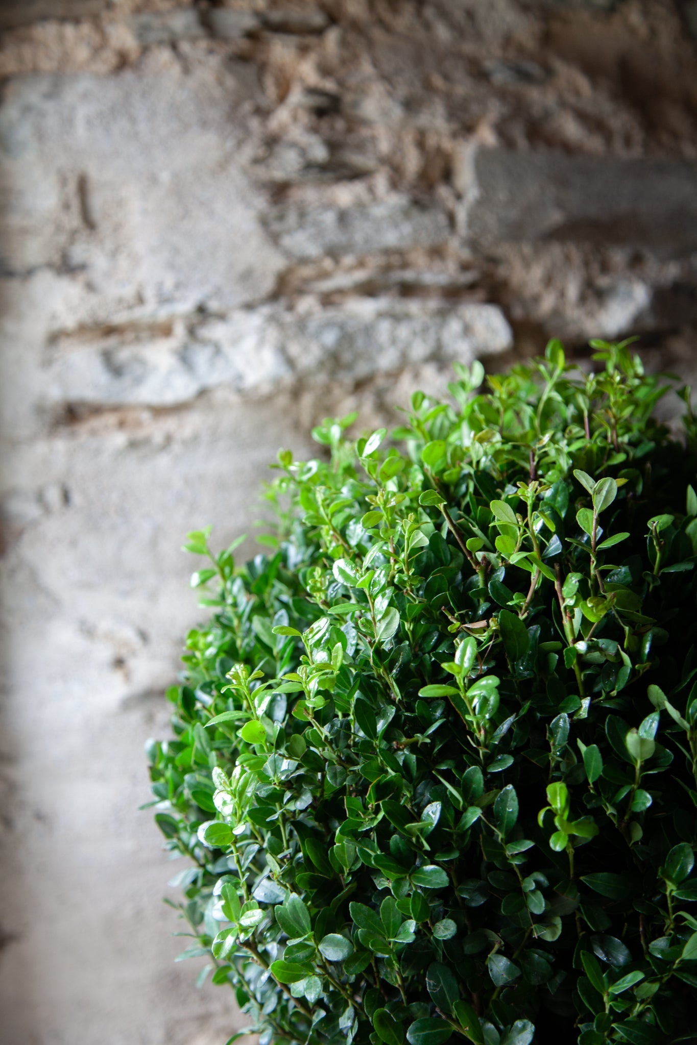 Ilex Dome - Medium - 30cm