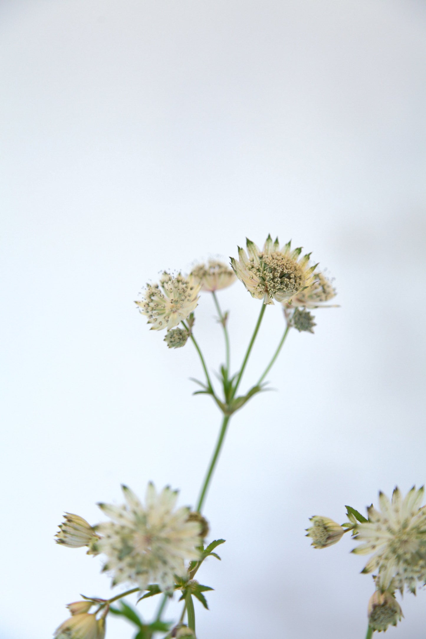 Astrantia Star of Billion