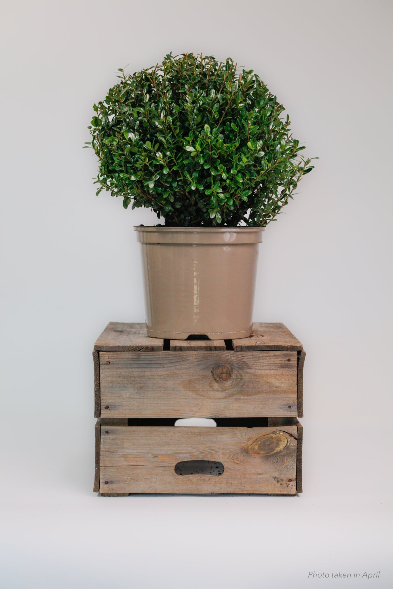 Ilex Dome - Medium - 30cm