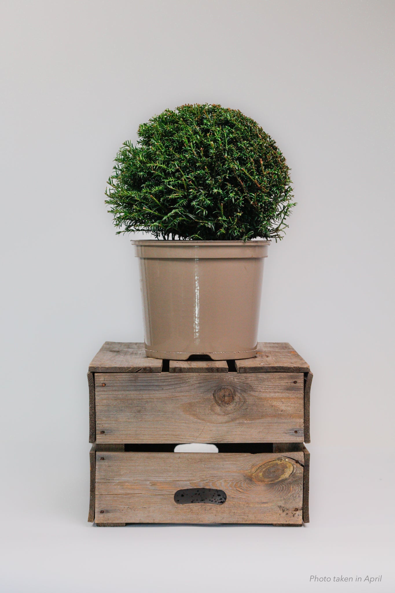 Taxus Dome - Medium - 30cm