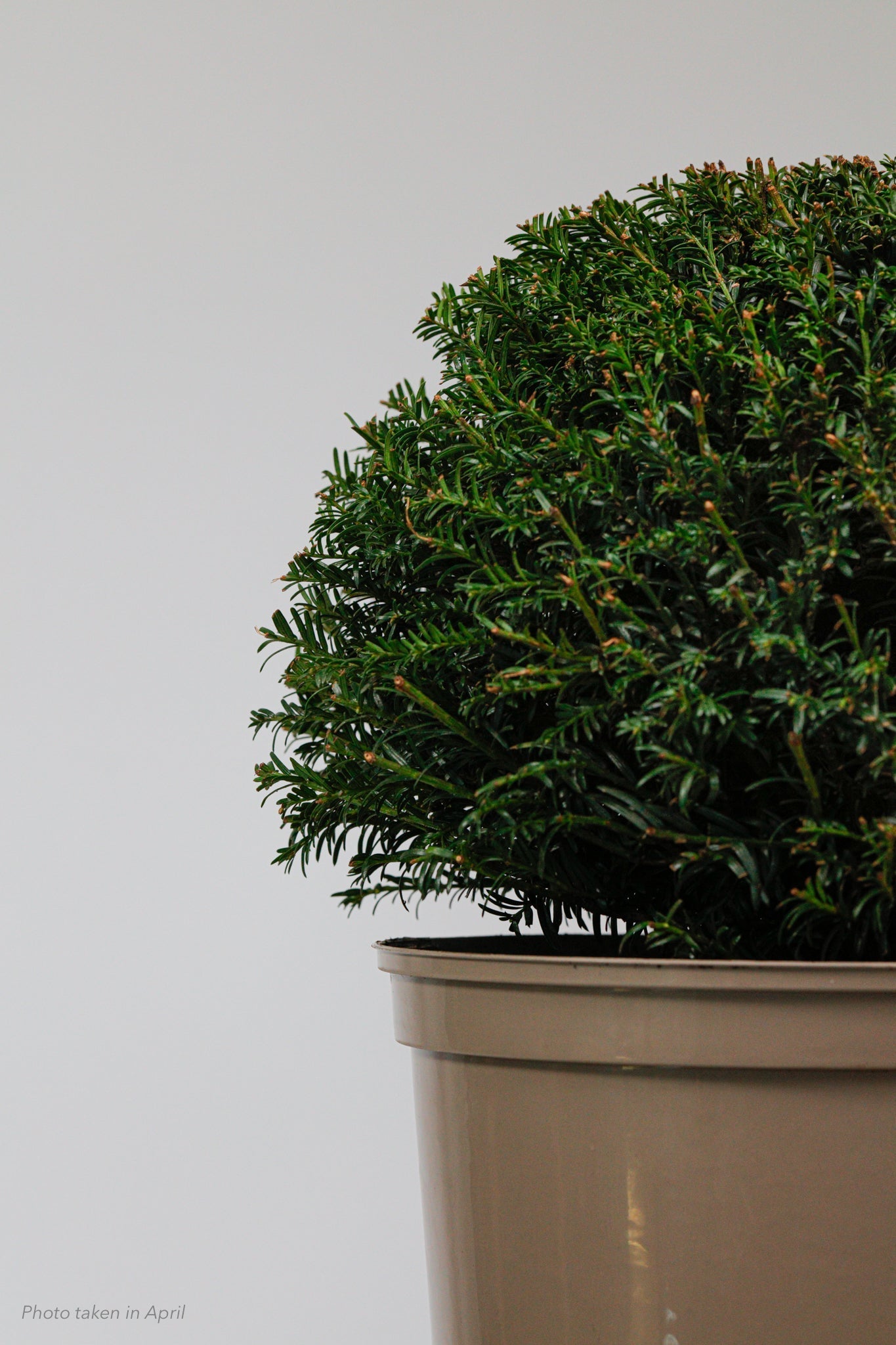 Taxus Dome - Medium - 30cm