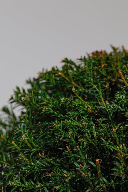 Taxus Dome - Medium - 30cm