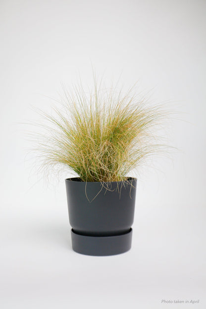 Mexican Feather Grass