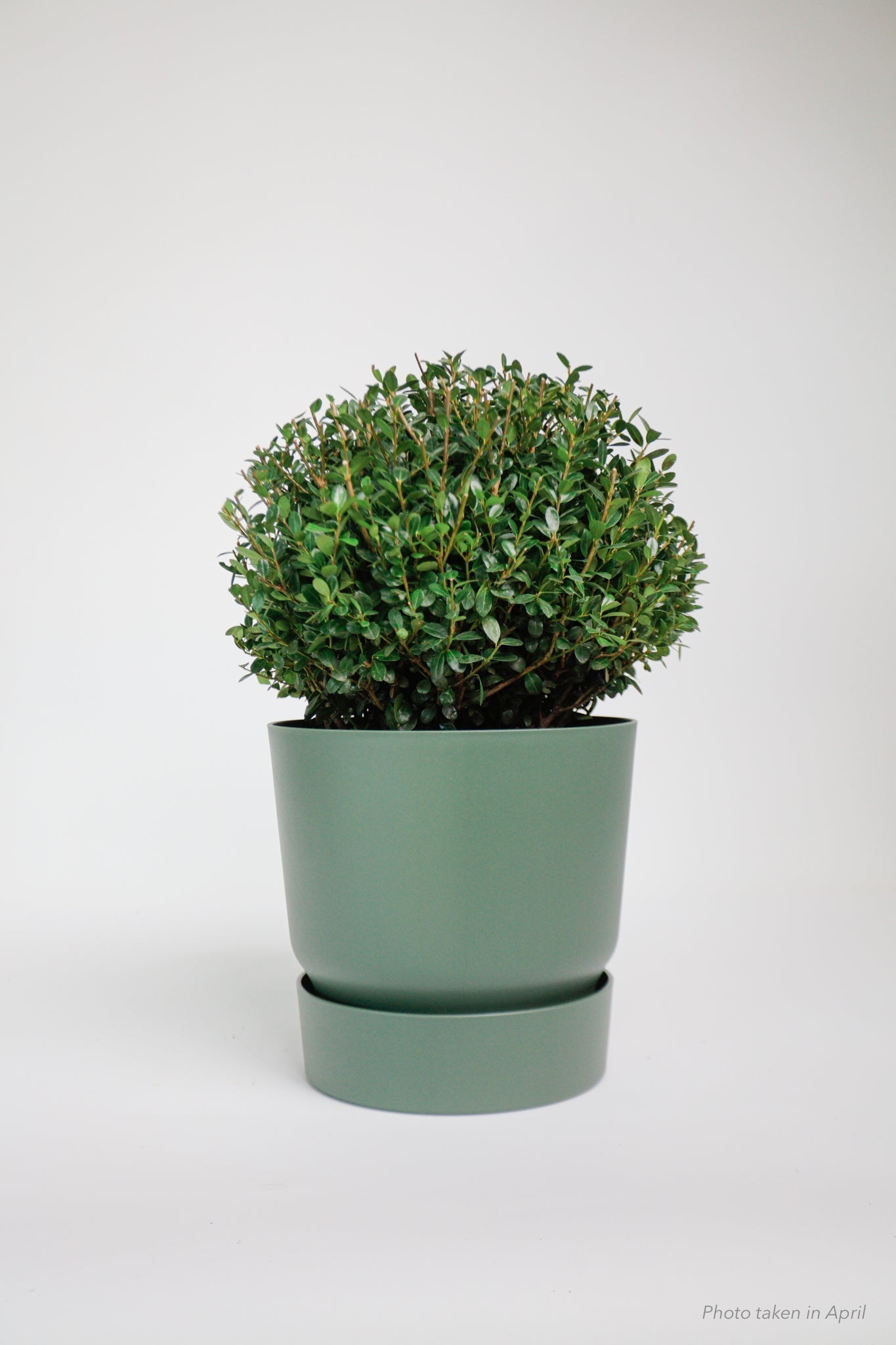 Ilex Dome - Medium - 30cm