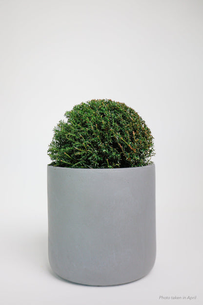 Taxus Dome - Medium - 30cm